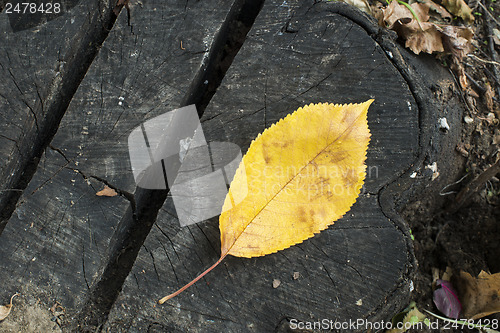 Image of Single Autumn leaf on a tree trunk