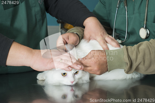 Image of Cat in a veterinary