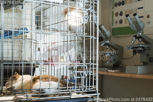 Image of Cat at veterinary laboratory