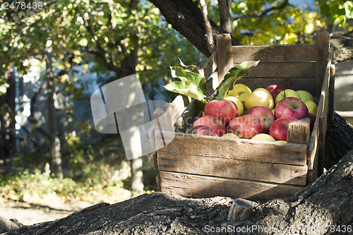 Image of Apples in an old wooden crate on tree