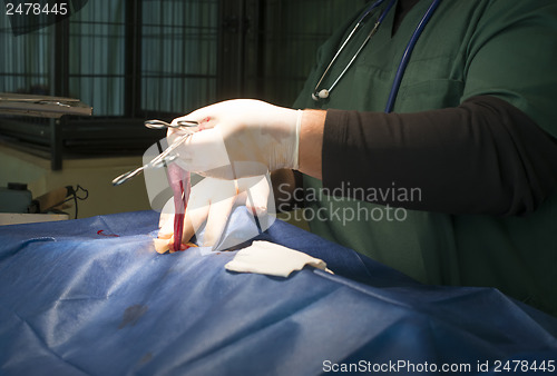 Image of Animal in a veterinary surgery