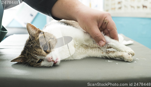 Image of Cat anesthesia in veterinary