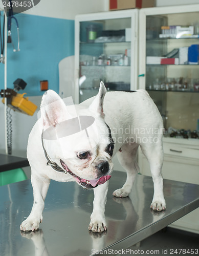 Image of Dog in a veterinary office