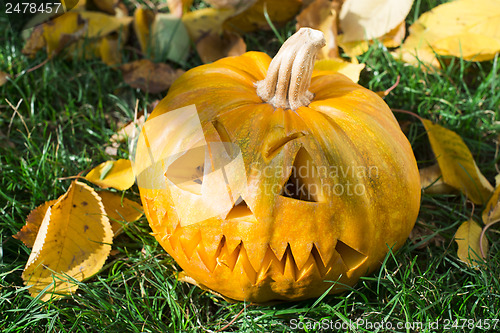 Image of Pumpkin on grass and autumn leaves