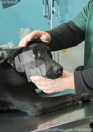 Image of Dog in a veterinary office
