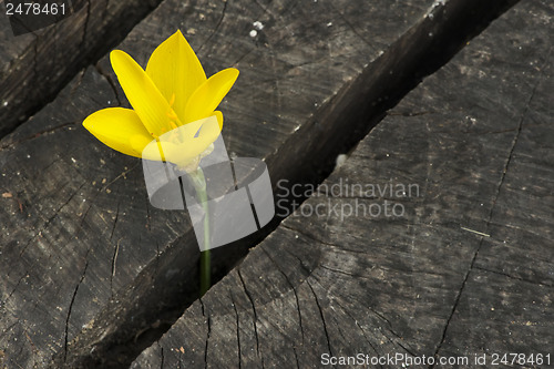 Image of Yellow Saffron