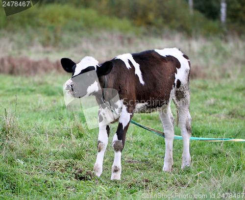Image of Young bull in a field on a leash