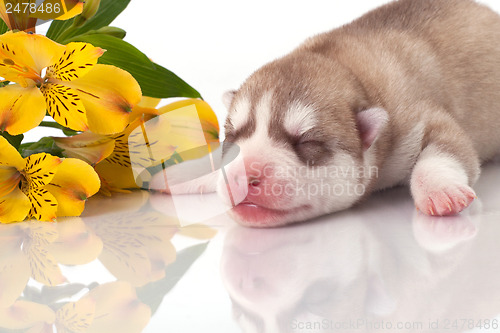 Image of newborn puppy