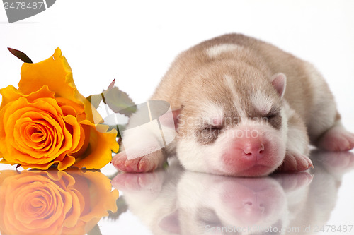 Image of newborn puppy