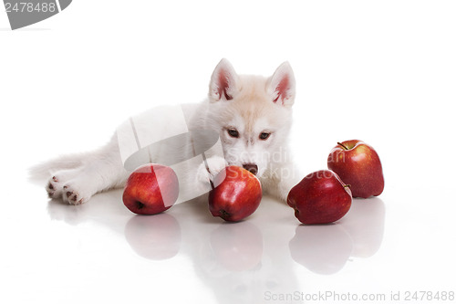 Image of newborn puppy