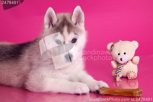 Image of newborn puppy