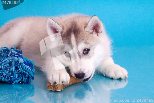 Image of newborn puppy