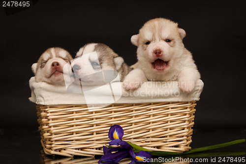 Image of newborn puppy