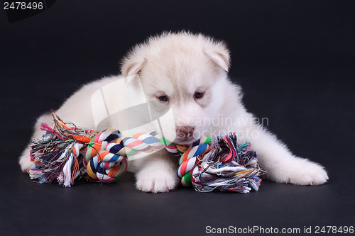 Image of newborn puppy