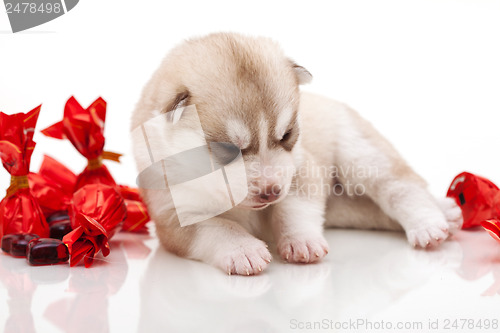 Image of newborn puppy