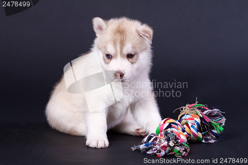 Image of newborn puppy