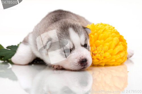 Image of newborn puppy