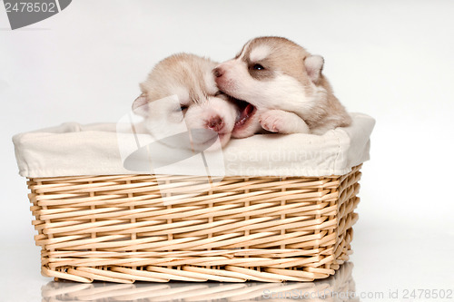 Image of newborn puppy