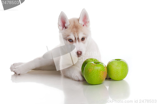 Image of newborn puppy