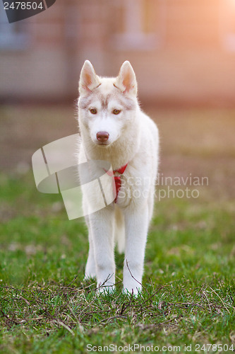 Image of newborn puppy