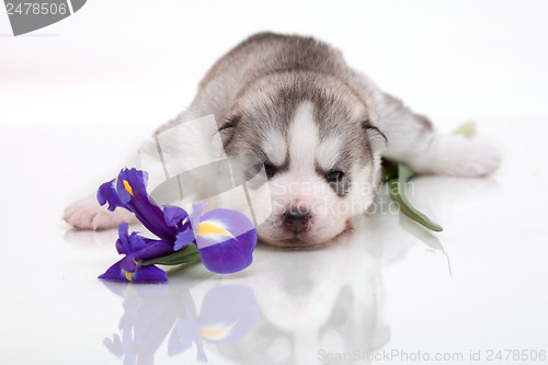 Image of newborn puppy