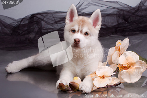 Image of newborn puppy