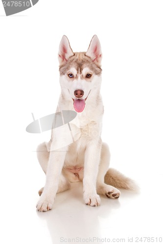 Image of sibeian husky