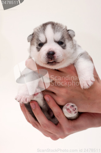 Image of newborn puppy