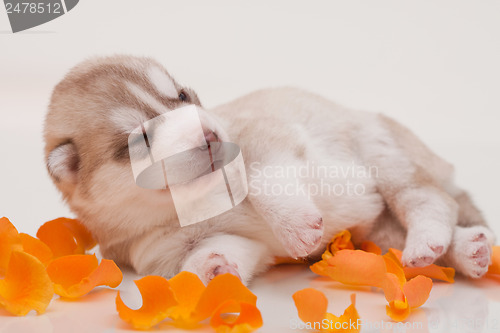 Image of newborn puppy