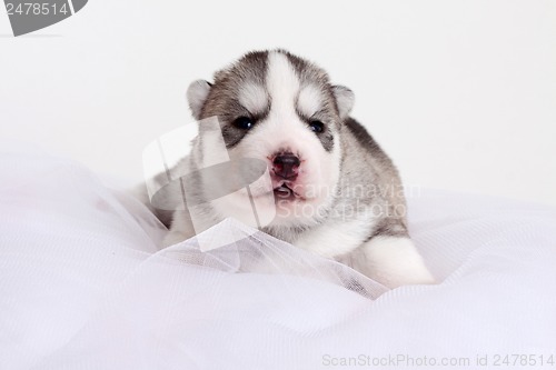 Image of newborn puppy