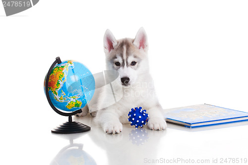 Image of newborn puppy