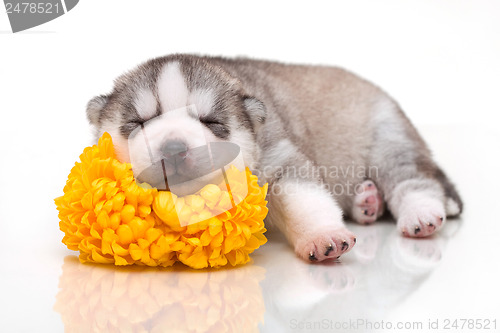 Image of newborn puppy