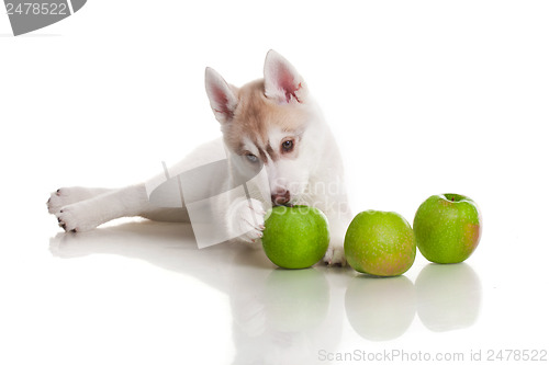 Image of newborn puppy