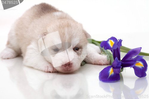 Image of newborn puppy