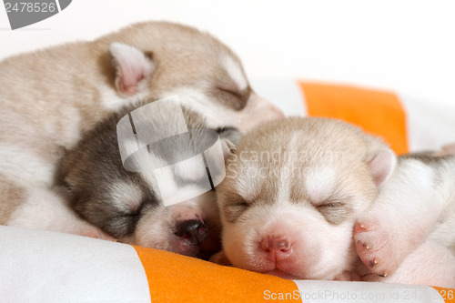 Image of newborn puppy