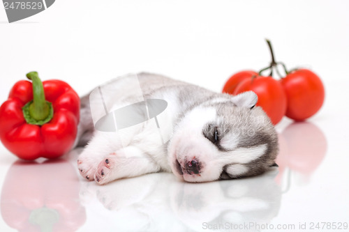 Image of newborn puppy