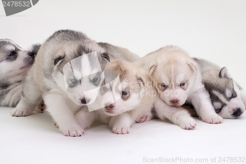 Image of newborn puppy