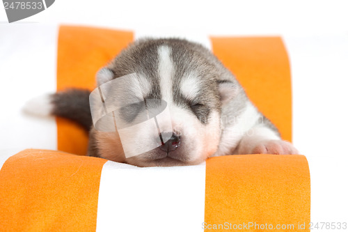 Image of newborn puppy