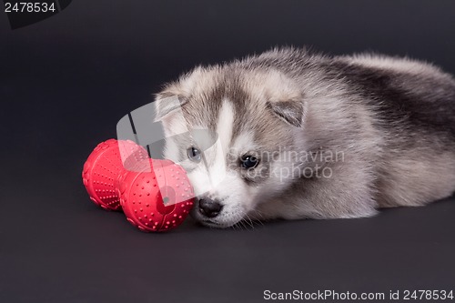 Image of newborn puppy