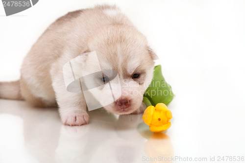 Image of newborn puppy