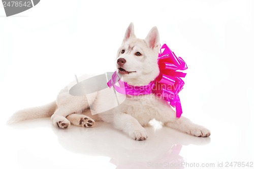 Image of sibeian husky