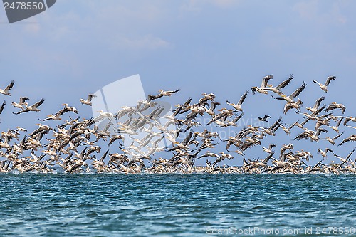 Image of migration of pelicans