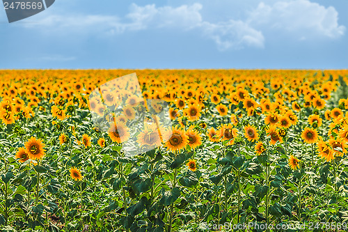 Image of sunflower