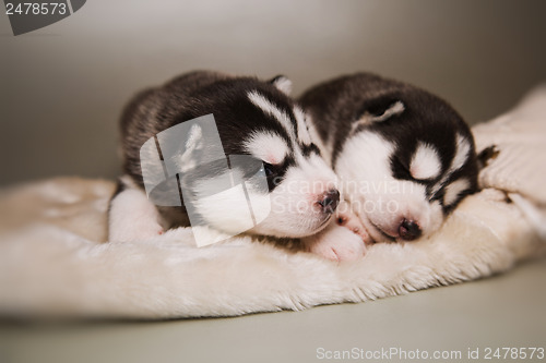 Image of newborn puppy