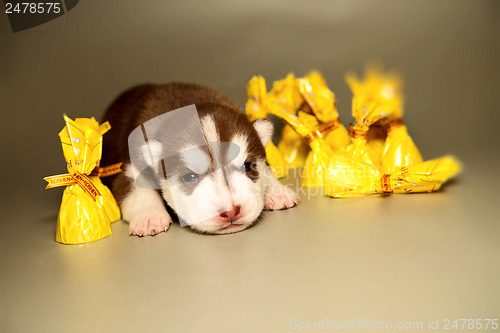 Image of newborn puppy