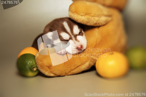 Image of newborn puppy