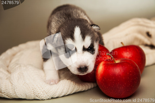 Image of newborn puppy