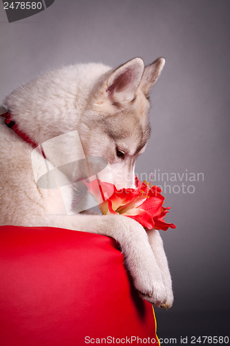 Image of newborn puppy