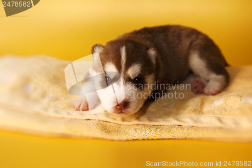 Image of newborn puppy