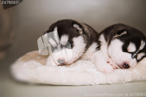 Image of newborn puppy